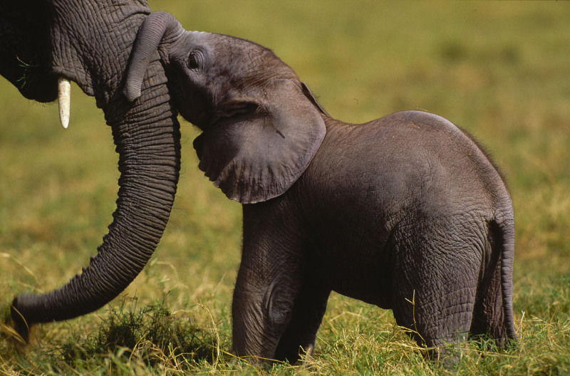 Loxodonta africana African elephant Calf "kissing" mother Amboseli National Park, Kenya 01.1996